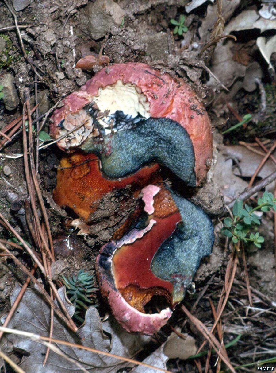 Boletus rubrosanguineus ?